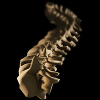 Skeletal Spine Skeletal Spine