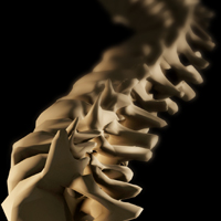 A human spine