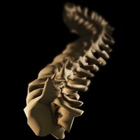 Skeletal Spine